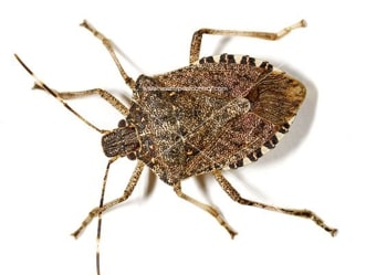Brown marmorated stink bug