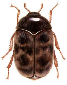 enlarged image of an adult khapra beetle against a white background