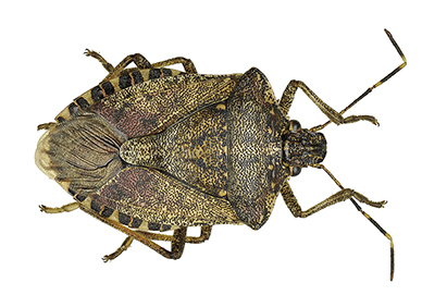 Adult Brown Marmorated Stink Bug viewed from above against a white backdrop