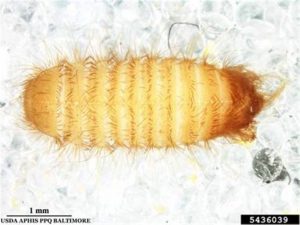 enlarged image of khapra beetle larvae