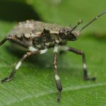 Brown Marmorated Stink Bug 2024-25 Seasonal Measures