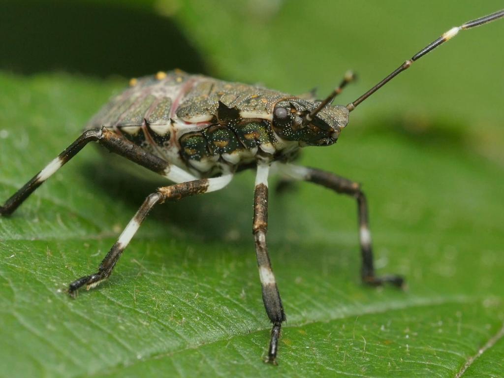 A close up shot of a brown marmirated stink bug on a green leaf